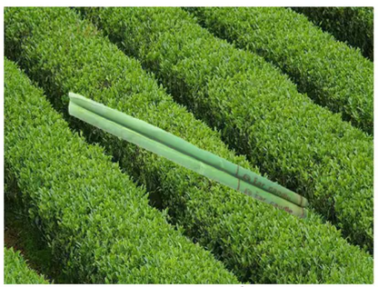 Indian Ear Candles - Lifeful Tea Plant